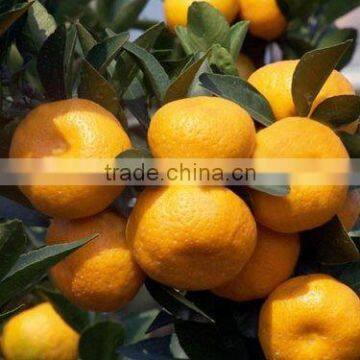 High Quality Nanfeng Orange