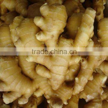 Yellow Fresh Ginger/Organic Ginger New Crop