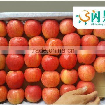 New Crop Red Gala Apple/Chinese apple fruit/Gala from China