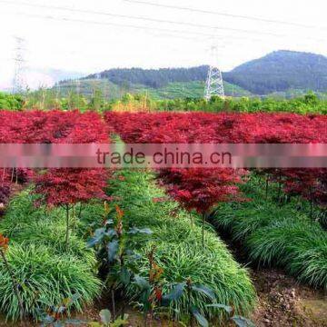 Acer Rubrum /Chinese Maple /Acerpalmatum/Japanese Maple Tree Seeds for Planting photo-4