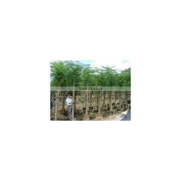 Outdoor Ornamental Landscape Blooming Plants of Delonix Regia (Boj.) Raf