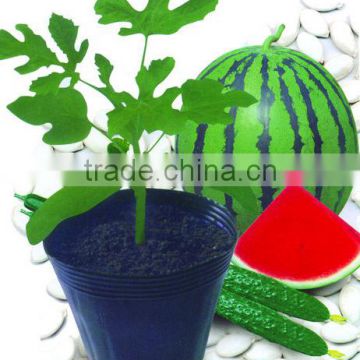 RT01 Yeland f1 hybrid rootstock seeds for watermelon, melon and cucumber