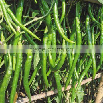 Line Hot/Chilli Pepper Seed For Sale FST 006