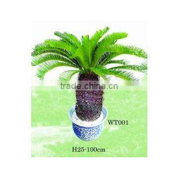 Cycas/cycas Revoluta