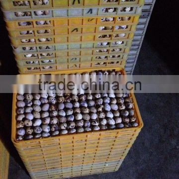 hot selling best quality quail egg transportation crate