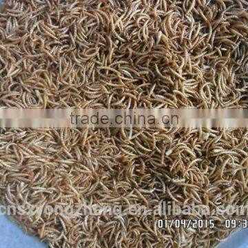 Pet food good quality High Protein 2.8 cm freeze Dried mealworm