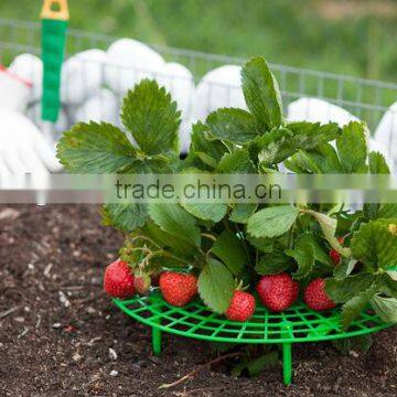 Strawberry Support photo-2