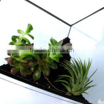 Tabletop Minimalist Decorate Geometric Cube Glass Terrarium photo-3