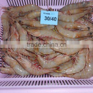 HOSO Sea White Shrimps