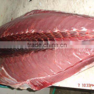 Tuna - Thunnus - Albacares