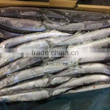 2016 High Quality Frozen Pacific Saury