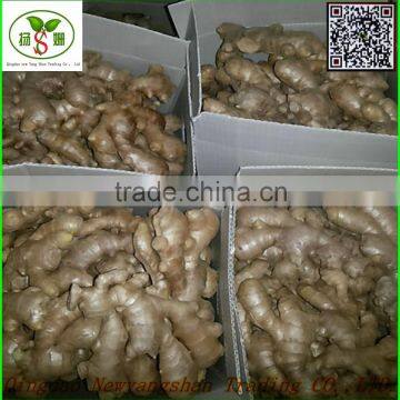 Air Dry Ginger:The best and the most fresh, the price is the best