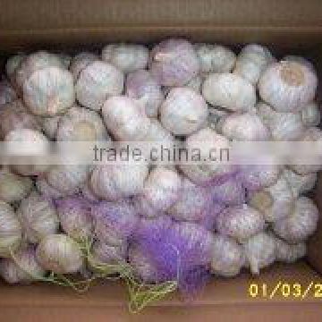 normal white fresh garlic in cartons