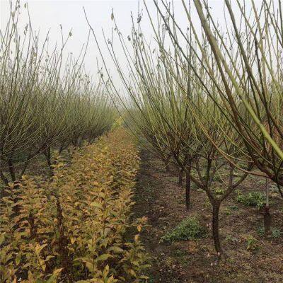 Red Plum With a Ground Diameter of 5 Cm, Cheap Price and High Survival Rate photo-5