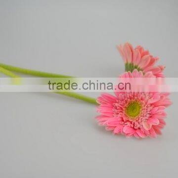 Good quality Honey gerbera cut flower arrangements