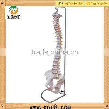 BIX-A1009 Life-Size Vertebral Column ,spine With Pelvis Model photo-2