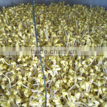 Automatic Bean Sprout Machine With CE photo-4