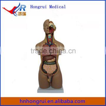 High quality medical 55CM Unisex Torso 20 Parts