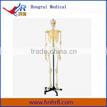 The Whole Body Artificial Human Skeleton for Men or Women