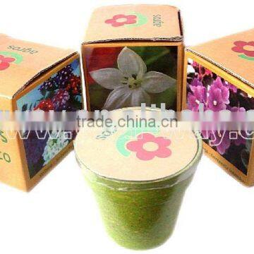 Indoor plants, Mini flower(eco-friendly pot),lucky flower