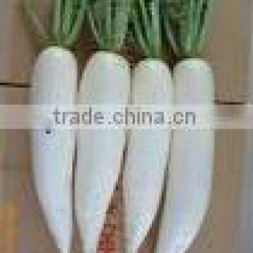 Chinese fresh white radish