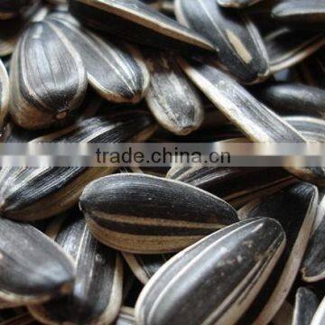 New crop Chinese type 5009/363 Sunflower Seeds