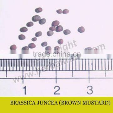 BRASSICA JUNCEA