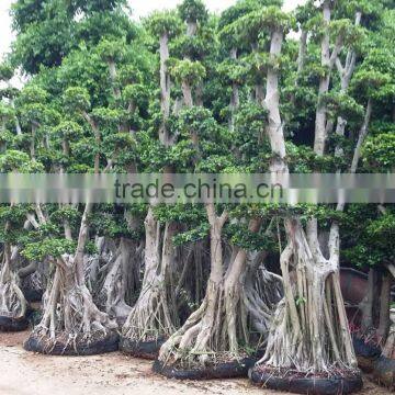 Indoor and outdoor lucky decoration ficus tree big size