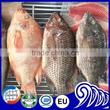 Gutted Black and Red Frozen Tilapia Product of China