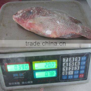 Best Fresh Fish Good Packing Frozen Whole Tilapia