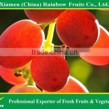Export Delicious Sweet Fresh Red Globe Grape Red Globe Grape From China