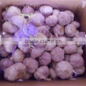 Hot sell Chinese red Garlic