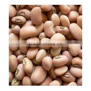 Pink cowpea