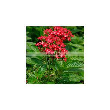 Pentas lanceolata electric red (Pentas Red, Pentas Electric)