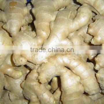 Specification Fresh Ginger photo-5