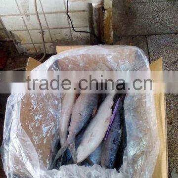 Frozen milkfish whole round