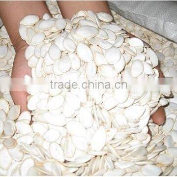 Snow White Pumpkin Seeds 9-14CM, 11-13MM photo-2