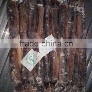 150-200g Frozen Illex Squid photo-3