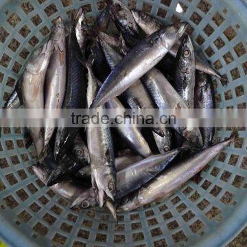 Fresh Hot Sale Frozen Mackerel Fish For Canned photo-2