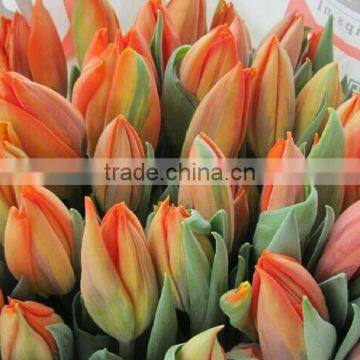 Mixed Color Natural Fresh Cut Tulip Flower Bouquets Export High Quality From Kunming Yunnan,China