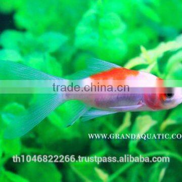 Comet Fish Farm For Sale and Export photo-5