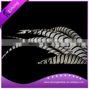 Dyed Ringneck Pheasant Tail Feathers for sale