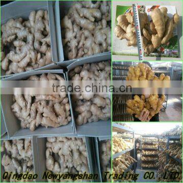 (HOT) Colourful Pepper:Exported to Britain, the Middle East, Southeast Asia photo-6