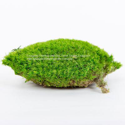 New Eco-Friendly Wholesale Stabilized Preserved Mood Moss for Home Decoration