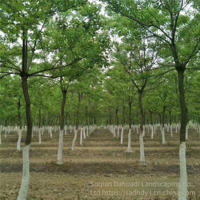 6 - Centimeter Chinese Tallow Trees, Cheap Price, Guaranteed Survival Rate photo-5