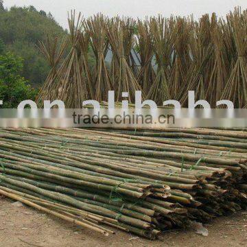 BAMBOO POLES