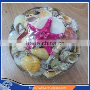 Sea shell decoration Shellpack with Starfish 15cm