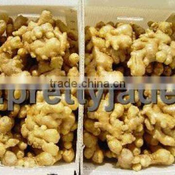 150g and up fresh ginger supplier