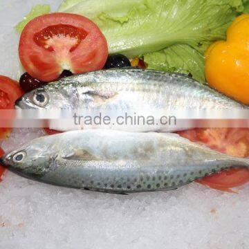 frozen indian mackerel whole round
