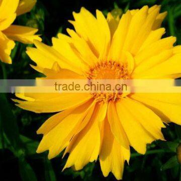 Coreopsis Verticillata Linn. Flower Seeds,herb Seeds,vegetalbe Seed,fruit Seed,grass Seed photo-4